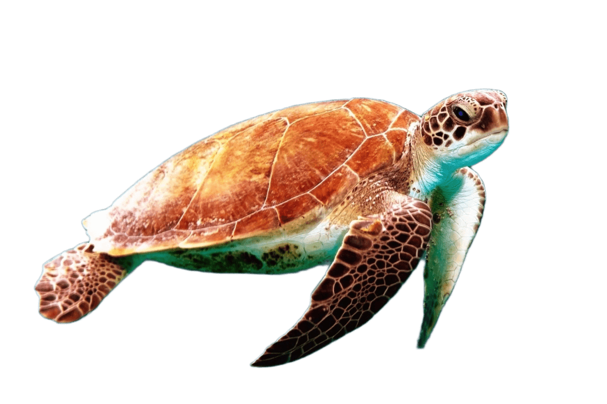 A turtle in the water - background removed